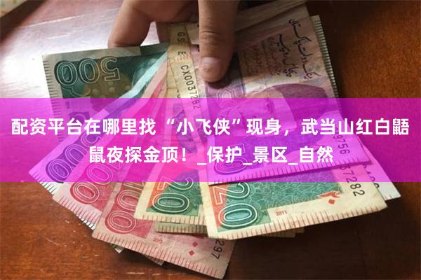 配资平台在哪里找 “小飞侠”现身，武当山红白鼯鼠夜探金顶！_保护_景区_自然
